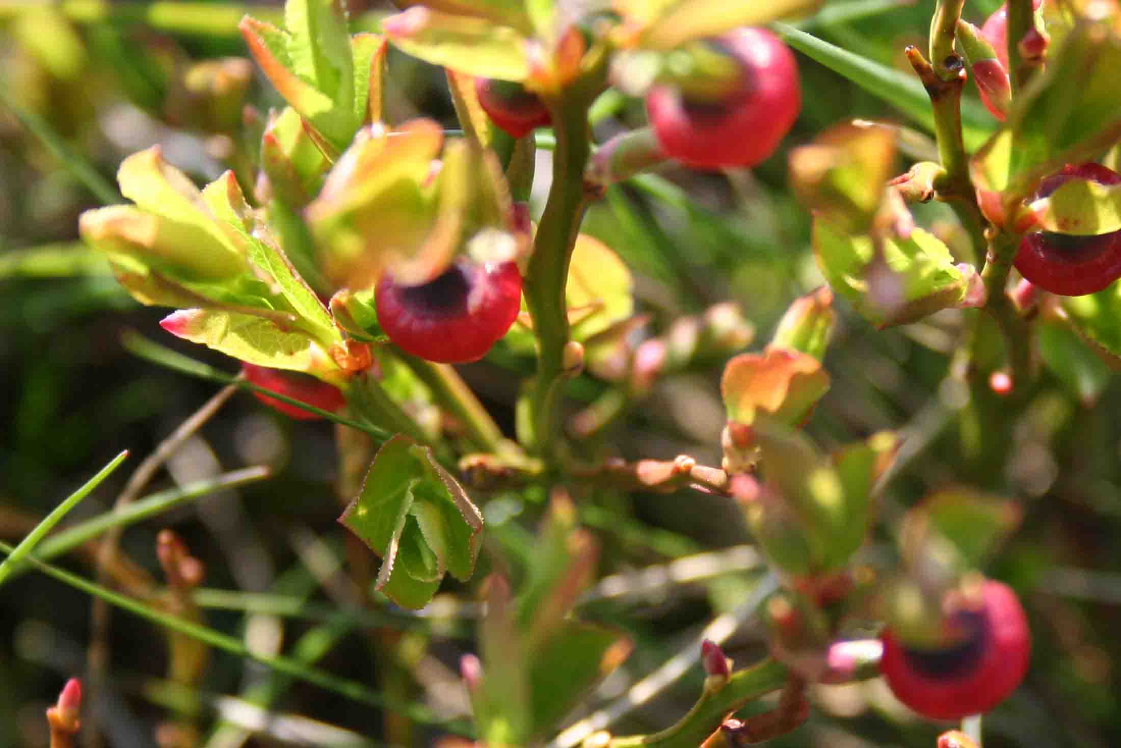 Vaccinium myrtillus